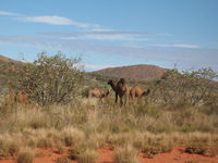 _and before long the camels that made them